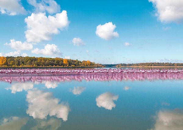 Pangea Images, Flamingos Reflection, Camargue, France