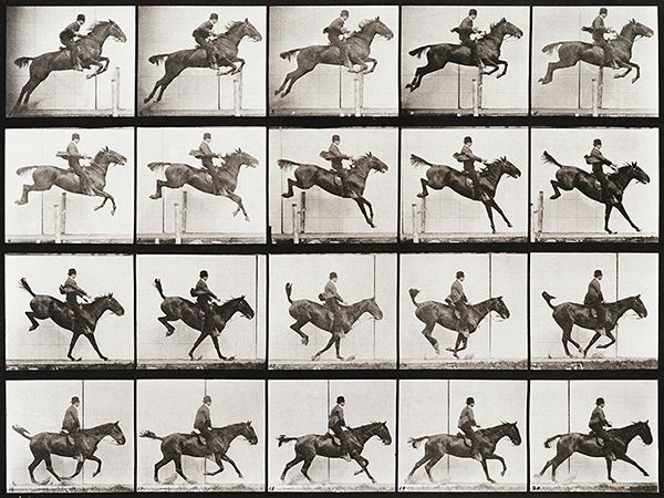 Eadweard Muybridge, Animal Locomotion, Plate 637