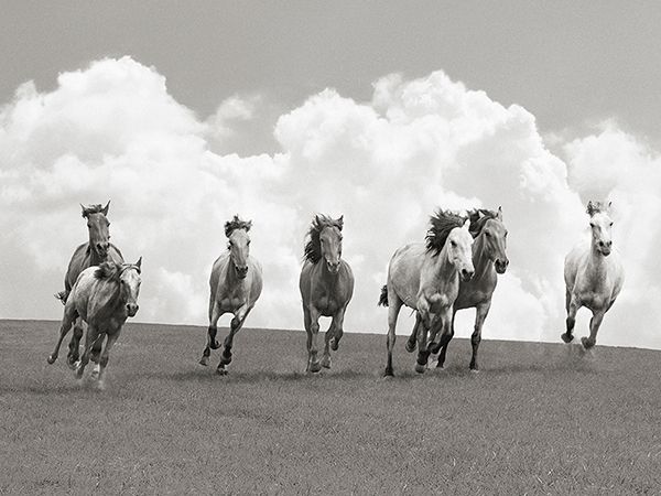 Pangea Images, Herd of wild horses (BW)
