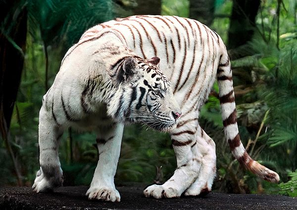 Pangea Images, White Bengal Tiger