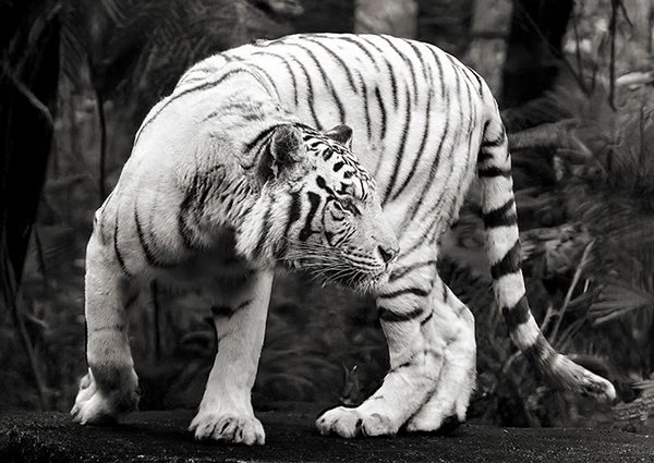 Pangea Images, White Bengal Tiger (B&W)