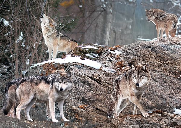 Pangea Images, Wolf Pack, Alaska