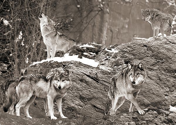 Pangea Images, Wolf Pack, Alaska (B&W)