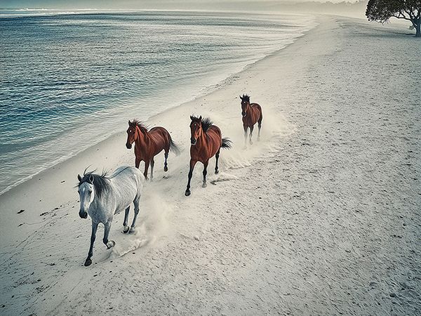 Pangea Images, Herd of wild horses