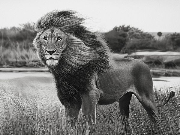 Pangea Images, Serengeti King