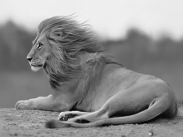 Pangea Images, Young Lion