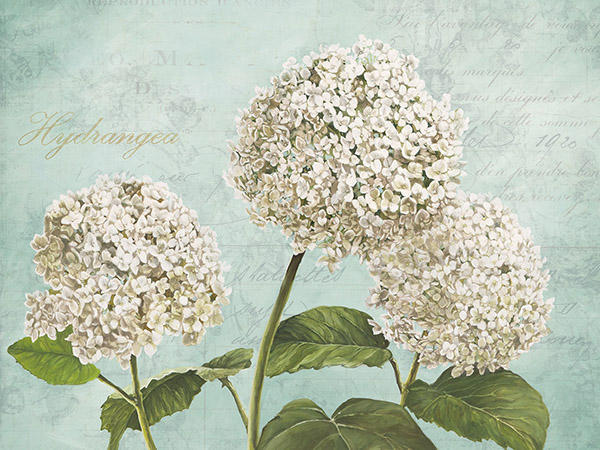 Remy Dellal, Hydrangeas I (Aqua)