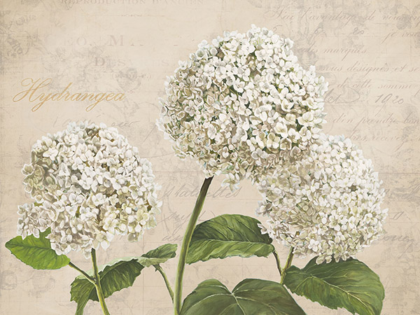 Remy Dellal, Hydrangeas I (Neutre)