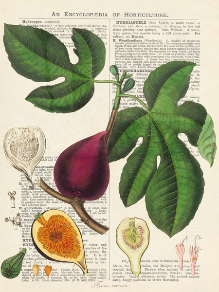 Remy Dellal, Fruits de saison, Figues