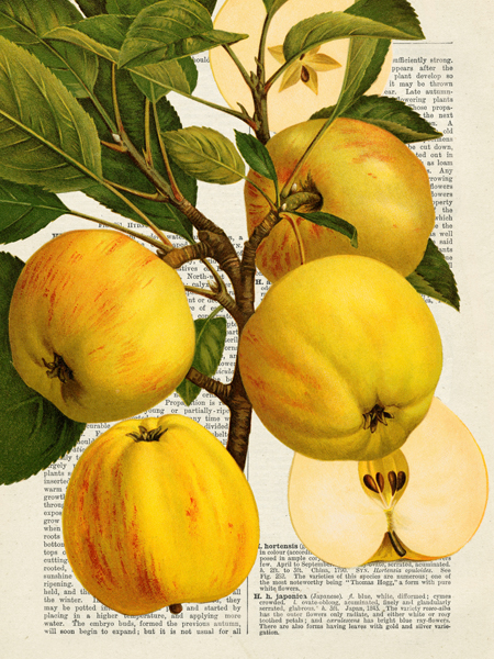 Remy Dellal, Fruits de saison, Pommes