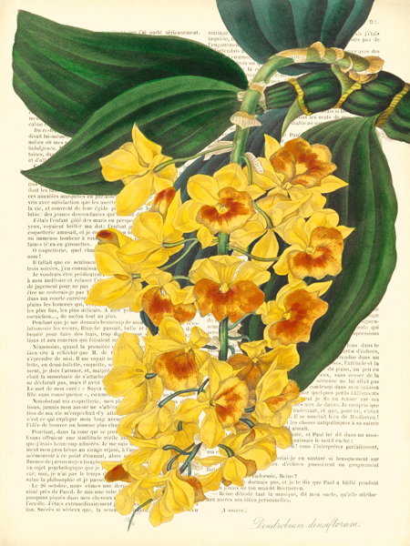 Remy Dellal, Vintage Botany III