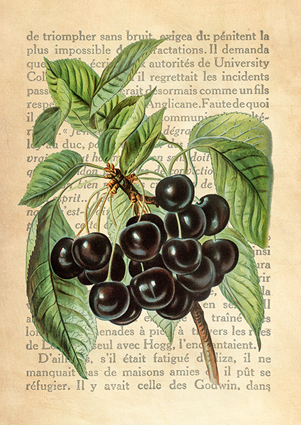Remy Dellal, Cherries, After J. Wright