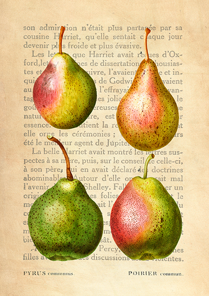 Remy Dellal, Pears, After Redouté