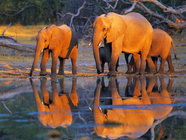 Frank Krahmer, African elephants, Okavango, Botswana