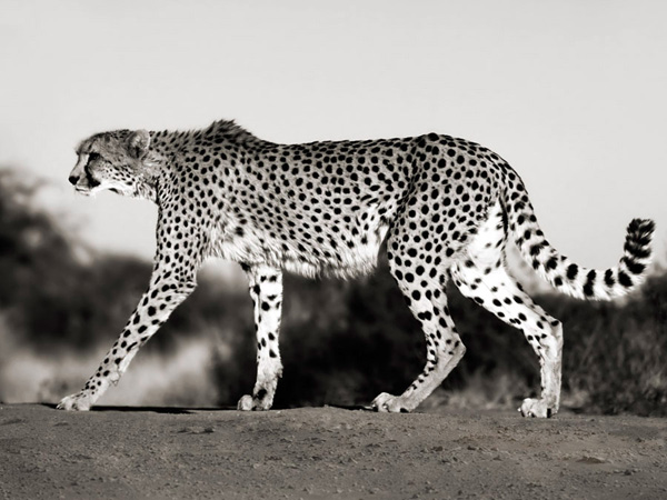 Frank Krahmer, Cheetah, Namibia, Africa