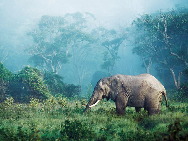 Frank Krahmer, African elephant, Ngorongoro Crater, Tanzania