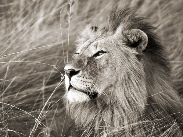 Frank Krahmer, African lion, Masai Mara, Kenya