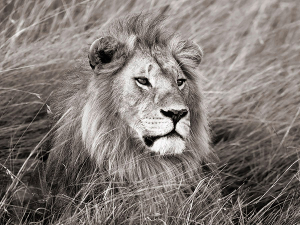 Frank Krahmer, African lion, Masai Mara, Kenya