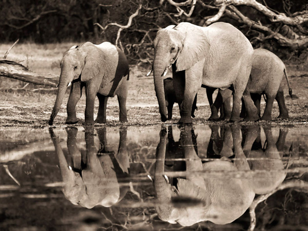 Frank Krahmer, African elephants, Okavango, Botswana