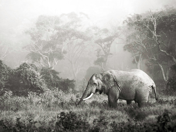 Frank Krahmer, African elephant, Ngorongoro Crater, Tanzania