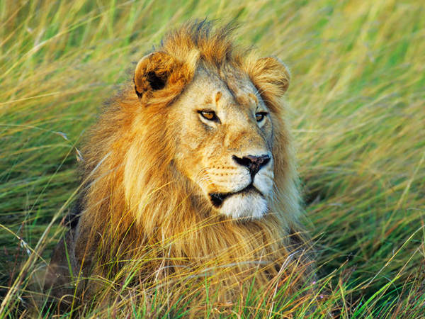 Frank Krahmer, African lion, Masai Mara, Kenya