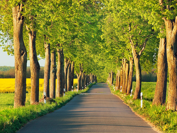 Frank Krahmer, Lime tree alley, Mecklenburg Lake District, Germany