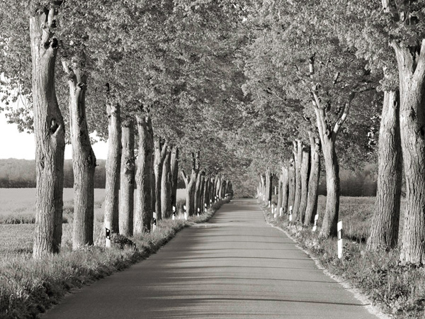 Frank Krahmer, Lime tree alley, Mecklenburg Lake District, Germany