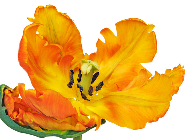 Frank Krahmer, Parrot tulip close-up