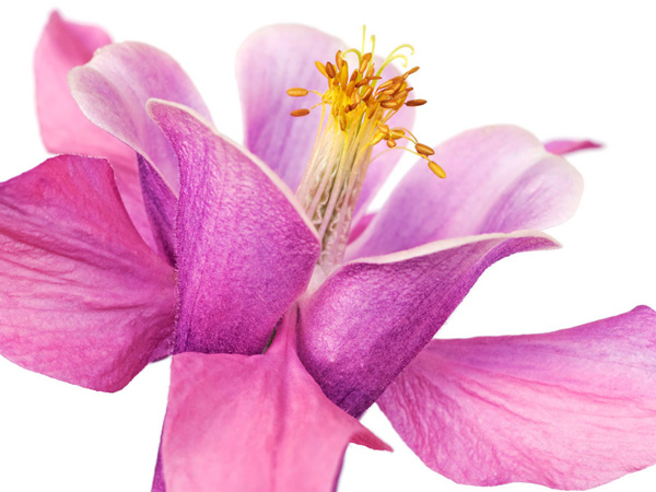 Frank Krahmer, Dark columbine close-up