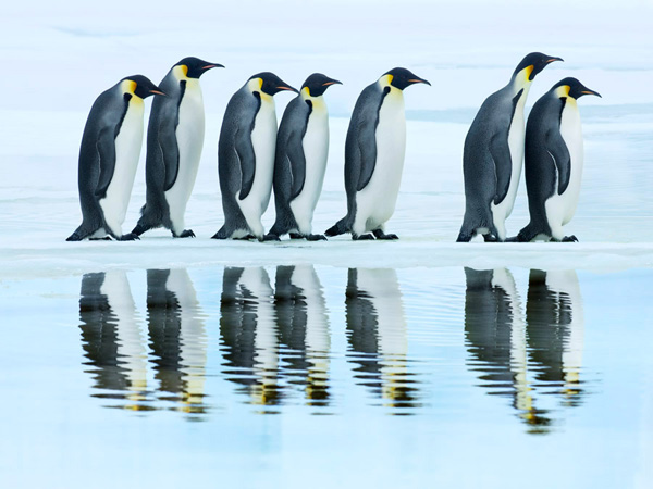 Frank Krahmer, Emperor penguin group, Antarctica