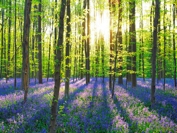 Frank Krahmer, Beech forest with bluebells, Belgium