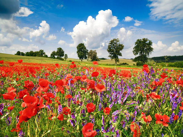 Frank Krahmer, Poppies and vicias in meadow, Mecklenburg Lake District, Germany