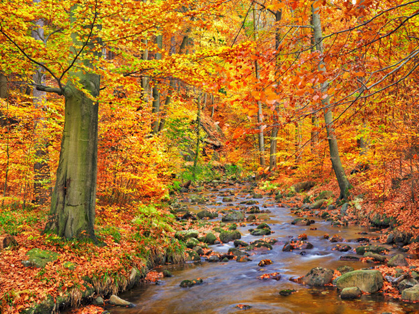 Frank Krahmer, Beech forest in autumn, Ilse Valley, Germany