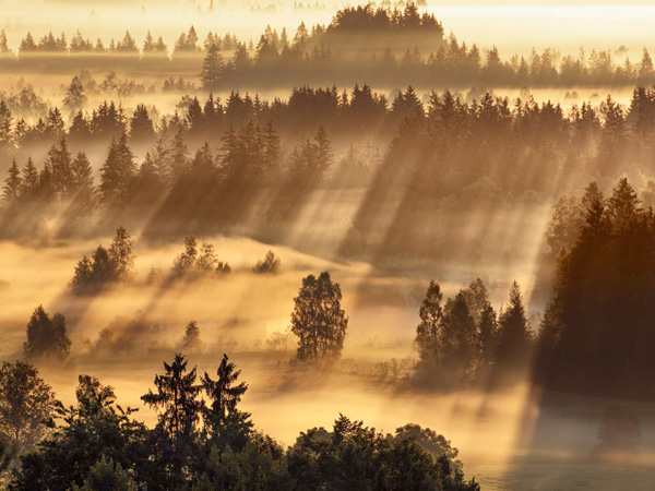 Frank Krahmer, Fog impression at Sindelbachfilz, Bavaria, Germany