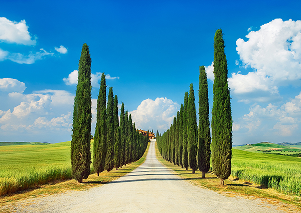 Frank Krahmer, Cypress alley, San Quirico d'Orcia, Tuscany