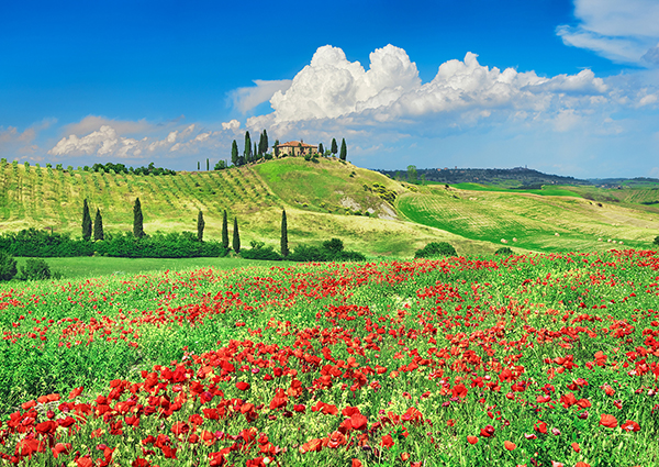 Frank Krahmer, Farmhouse with Cypresses and Poppies, Val d'Orcia, Tuscany