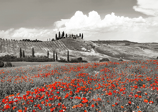 Frank Krahmer, Farmhouse with Cypresses and Poppies, Val d'Orcia, Tuscany (BW)