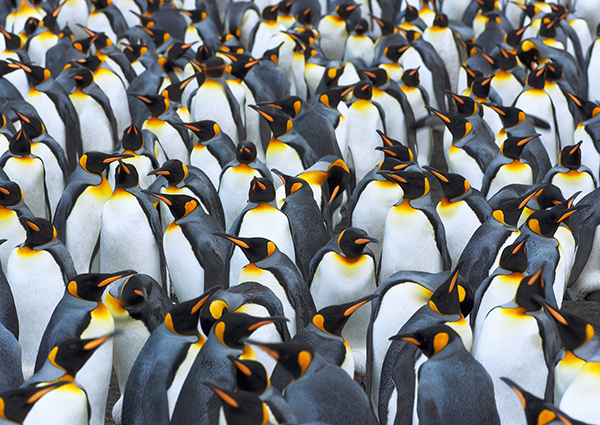 Frank Krahmer, King penguin colony, Antarctica