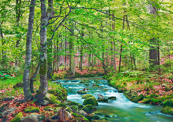Frank Krahmer, Forest brook through beech forest, Bavaria, Germany
