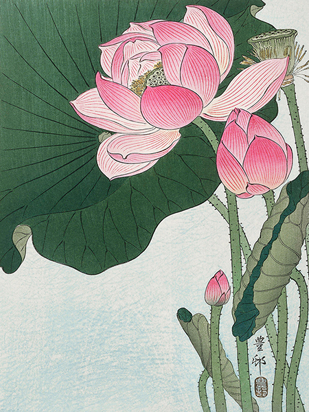 Ohara Koson, Blooming lotus flowers