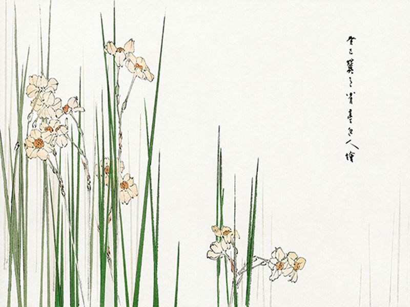 Seitei Watanabe, Jonquil illustration, 1896