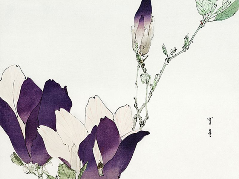 Seitei Watanabe, Purple magnolia, 1896