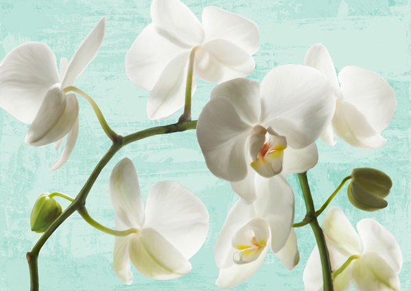 Jenny Thomlinson, Celadon Orchids