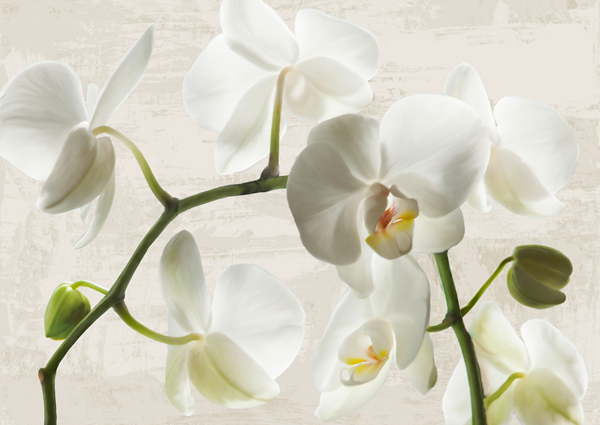 Jenny Thomlinson, Ivory Orchids
