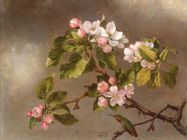 Martin Johnson Heade, Hummingbird and Apple Blossoms