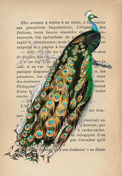 Stef Lamanche, Indian peafowl, After D'Orbigny