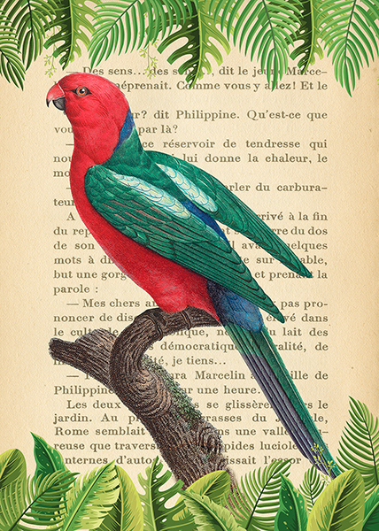 Stef Lamanche, The Australian king parrot, After Levaillant