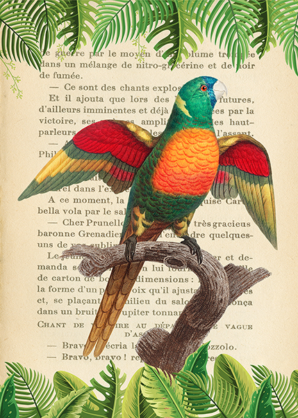 Stef Lamanche, The Blue-Headed Parrot, After Levaillant