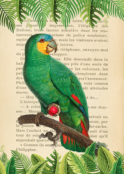 Stef Lamanche, The Orange-Winged Amazon, After Levaillant
