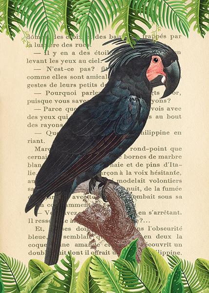 Stef Lamanche, The Palm Cockatoo, After Levaillant
